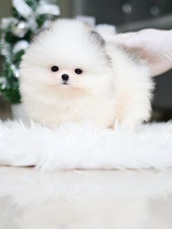 (จองแล้ว)ปอมหน้าหมี ปอมแท้ ปอม เกรดสายเลือดนำเข้า ! ตาแป๋ว สีปาร์ตี้ หน้าบี้แบน ตัวสั้นกลม ขาสั้นปุ๊กปิ๊ก เดินน่าเอ็นดู สุดๆๆ !