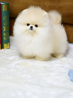 ย้ายบ้านแล้ว ปอมหน้าหมี ปอมแท้ มีใบรับรอง ทุกตัว