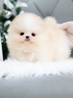 (จองแล้ว) ปอมหน้าหมี ปอมขาว ปอมเมอเรเนียน เกรดที่ถูกต้อง เลี้ยงทั้งที ต้องเกรดนี้ ไม่ผิดหวัง! สีส้มแป๋ว ส้มแสกขาว เป็นสีที่คนตามหากันแบบ สุดๆ !!