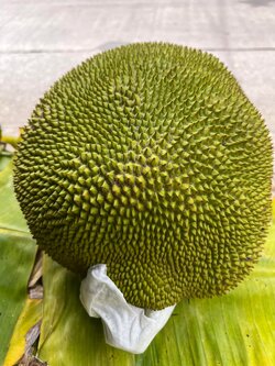 ขนุนสุก (11กก.)