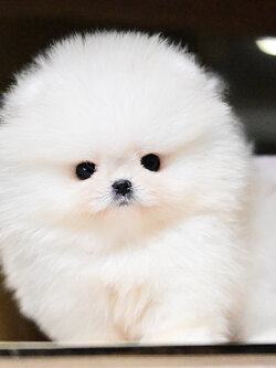 ย้ายบ้านแล้ว ปอมหน้าหมี ปอมแท้ มีใบเซอร์