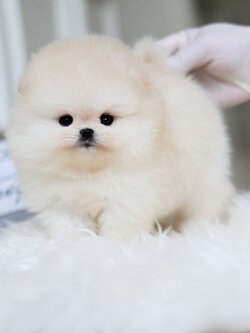 (ย้ายบ้านแล้ว) ปอมหน้าหมี ปอมแท้ ปอม สีส้มอ่อน สีนิยม เกรดโชว์ หน้าหวาน ขนแน่น ปุ๊กปิ๊ก สุดๆ !!