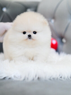 (ย้ายบ้านแล้ว) ปอมหน้าหมี ปอมแท้ ปอมขาว เกรดที่ ใครๆใฝ่หา แต่ในเมืองไทย น้อยมากที่จะมี !! ตัวกลม ตากลม ขากลม หน้าสั้น แก้มยุ้ยยยยย !!