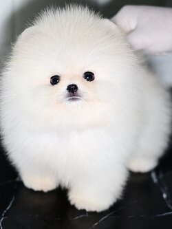 ย้ายบ้านแล้ว ปอมหน้าหมี ปอมแท้ ที่ดีที่สุด !!