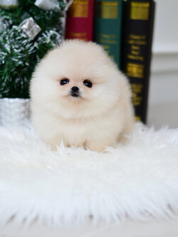 (ย้ายบ้านแล้ว) ปอมหน้าหมี ปอมแท้ ปอมหมี แบ๊ว หน้าหวาน ตาแป๋ว ตัวสั้นกลม สีส้มชาไทย หน้าสั้น ปากยิ้ม ทำให้ใครเห็น ก็ต้องยิ้มตาม !!