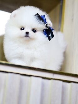 (ย้ายบ้านแล้ว) ปอมหน้าหมี ปอมขาว ที่จริงใจ !!