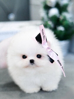 (ย้ายบ้านแล้ว) ปอมหน้าหมี ปอมขาว ปอม ที่ดีต่อใจที่สุด !! ความหน้าหวาน ดวงตาที่กลมโต ปากนิด ตะมูกหน่อย ตัวกระทัดรัด พกพาง่าย เลี้ยงในคอนโดได้ คือ ใช่เลย !!!