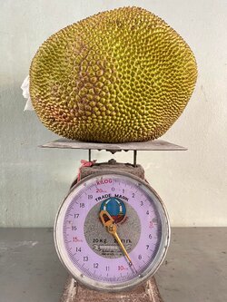 ขนุนเเก่จัด ( เนื้อหนา ) ( 8.9 กก. )