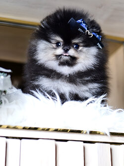 ย้ายบ้านแล้ว ปอมหน้าหมี ปอมจิ๋ว สี RARE LIMITED