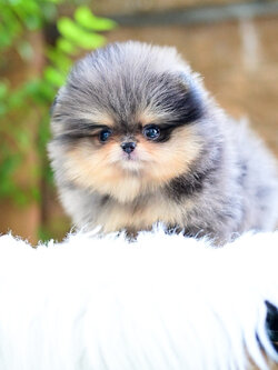 (ย้ายบ้านแล้ว) ปอมหน้าหมี ปอมแท้ ปอมเมอเรเนียน สี RARE LIMITED สีบลูเมอร์แทน มาร์กชัดเป๊ะ ขนสีสวย ตัวสั้น ปุกปิ๊ก ขี้อ้อน ขี้เล่น สุดๆๆ !!