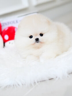 (ย้ายบ้านแล้ว) ปอมหน้าหมี ปอมแท้ ปอมขาวครีม ตัวสั้น ตัวกลม หน้าสั้น อ้อนหวานสุดๆ !!