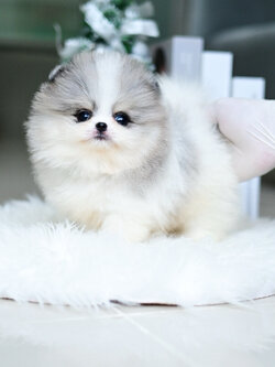 (ย้ายบ้านแล้ว) ปอมหน้าหมี ปอมปอม ปอมแท้ เกรดสายเลือดแชมป์ สีที่ทำยาก และ หายากที่สุด! สี TRI BLUE MERLE ตากลมโต ขนแน่น สีขน สลับลายหินอ่อน คือ ใช่เลย !