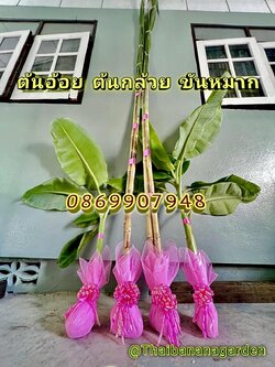 ต้นอ้อยขันหมากต้นกล้วย