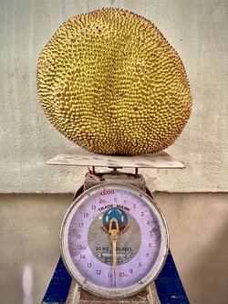 ขนุนสุกเนื้อหนา ( 10.6 )