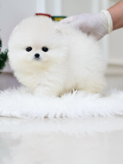 (ย้ายบ้านแล้ว) ปอมหน้าหมี ปอมเมอเรเนียน ปอมขาว หมีขาว ตัวน้อย ตาหวาน ตากลมโต ขนแน่น ทรงสวย ยืนสวยมากกกก !