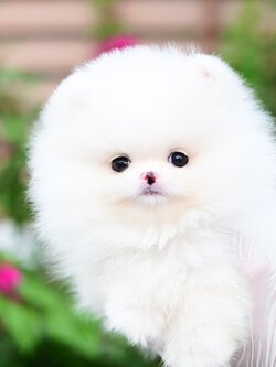 ย้ายบ้านแล้ว ผญ