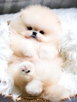 ย้ายบ้านแล้ว ปอมหน้าหมี ปอมแท้ สายเลือดนำเข้า !!