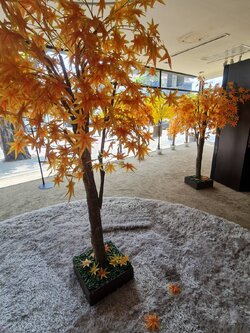 ต้นเมเปิ้ลต้นใหญ่ สูง 2 เมตร