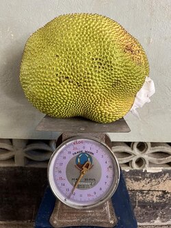 ขนุนสวนเนื้อหนาเเก่ ( 12.5 กก. )