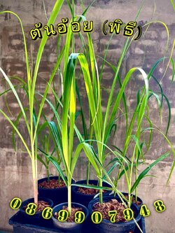 ต้นอ้อยพิธี (บวงสรวง)