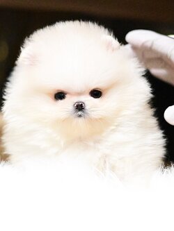 (ย้ายบ้านแล้ว) ปอมหน้าหมี เกรดที่ดีที่สุด !! ปอมแท้ ปอมทีคัพ ที่ หมีมาก !!!