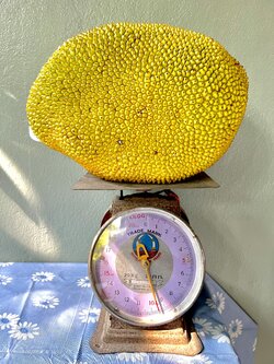 ขนุนสวนหวานเนื้อหนา ( 9.5 กก.) หวานหอม รสชาดอร่อย