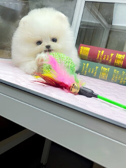 (ย้ายบ้านแล้ว) ปอมหน้าหมี เกรดที่ดีที่สุด !! ปอมแท้ ที่ ใช่ ที่สุด!!