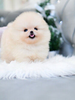 (ย้ายบ้านแล้ว) ปอมหน้าหมี ปอมแท้ ปอม สีหายาก สีส้มแป๋ว สว่างฉดใฉ !