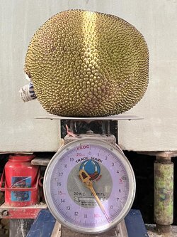 ขนุนเนื้อหนาสวนไทย ( 8.8 กก. )