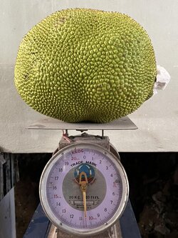 ขนุนสวนเเก่จัด ( เนื้อหนา ) ( 10.6 กก.)