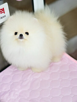 ย้ายบ้านแล้ว ปอมหน้าหมี ที่สุด “แห่งความ ลูกคุณ” หน้าหวาน ๆๆ ตากลมๆๆๆ สีผู้ดี