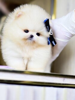 (ย้ายบ้านแล้ว) ปอมหน้าหมี ปอมแท้ สายเลือดนำเข้า ตากลมโต หน้าสั้นกุด หน้าหมี ยันโต !!