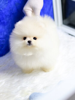 ย้ายบ้านแล้ว ปอมหน้าหมี ปอมแท้ ที่ถูกต้อง