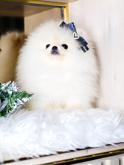 ย้ายบ้านแล้ว ปอมหน้าหมี เกรดที่ดีที่สุด ปอมนำเข้า สายเลือด เกาหลี แท้ !!