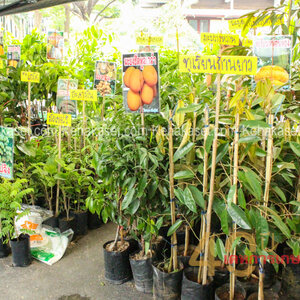 ขายส่งกิ่งพันธุ์ฝรั่งกิมจู โทร : 080-3296882 พันธุ์ไม้ผลราคาส่ง กิ่งพันธุ์ฝรั่งกิมจู ขายพันธุ์ไผ่ ต้นกล้ามะพร้าวน้ำหอม