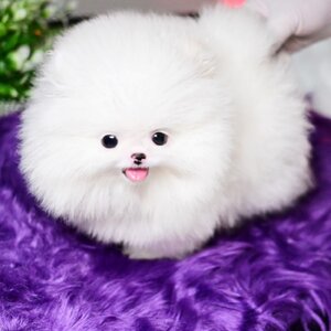 ย้ายบ้านแล้ว ผช