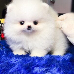 ย้ายบ้านแล้ว ผช