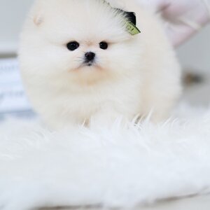 (ย้ายบ้านแล้ว) ปอมหน้าหมี ปอมแท้ ปอมขาว เกรดในฝันของใครหลายคน ตัวกลม ปุ๊กลุ๊ก ขาสั้น สุดๆๆ !!