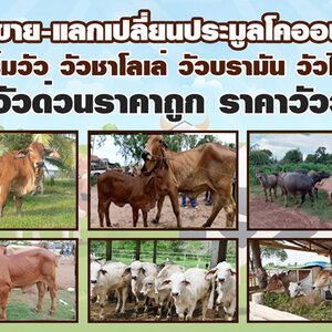 ซื้อวัว โทร 080-7622749 ตลาดนัดซื้อ-ขายแลกเปลี่ยนวัว ฟาร์มวัว วัวชาโลเล่ วัวบรามัน วัวไทย