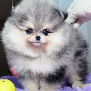 (ย้ายบ้านแล้ว) ปอมหน้าหมี เกรดที่ดีที่สุด !! สี RARE LIMITED !!!