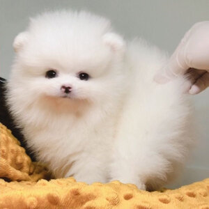 ย้ายบ้านแล้ว ผช