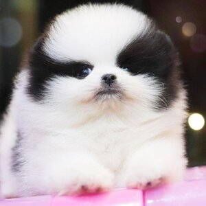 ย้ายบ้านแล้ว ผช