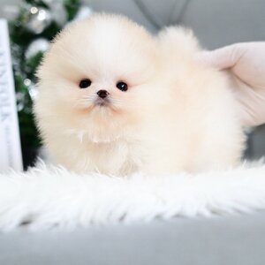 (จองแล้ว) ปอมหน้าหมี ปอมขาว ปอมเมอเรเนียน เกรดที่ถูกต้อง เลี้ยงทั้งที ต้องเกรดนี้ ไม่ผิดหวัง! สีส้มแป๋ว ส้มแสกขาว เป็นสีที่คนตามหากันแบบ สุดๆ !!