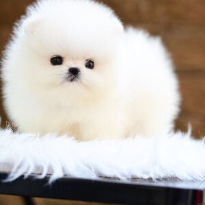 (ย้ายบ้านแล้ว) ปอมหน้าหมี ปอมปอม ปอมขาว เกรดนำเข้า !! ตาโคดดดด โต !! รับรองว่า “คุณจะหาแบบนี้ จากที่ไหนไม่ได้ นอกจากเรา” !!