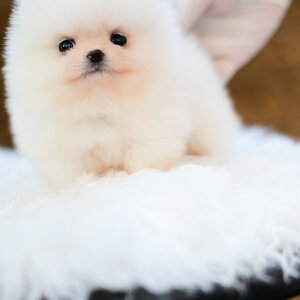 (ย้ายบ้านแล้ว) ปอมหน้าหมี ปอมแท้ ปอมทีคัพ ตะเล็กตะน้อย ขนขาวปุย เหมือนก้อนเมฆ ขาสั้นๆ ตากลมๆ แบ๊ว หวาน สุดๆ !!