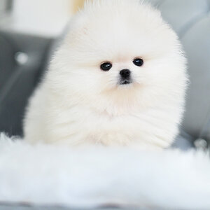 (ย้ายบ้านแล้ว) ปอมหน้าหมี ปอมปอม ปอมขาว ขนปุย หน้ากุด ตาหวาน ขาสั้น ดุ๊กดิ๊ก !!