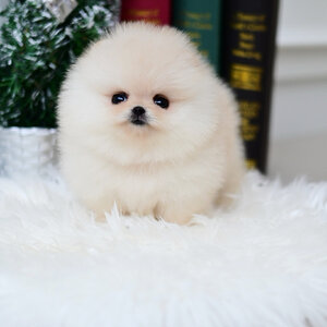 (ย้ายบ้านแล้ว) ปอมหน้าหมี ปอมแท้ ปอมหมี แบ๊ว หน้าหวาน ตาแป๋ว ตัวสั้นกลม สีส้มชาไทย หน้าสั้น ปากยิ้ม ทำให้ใครเห็น ก็ต้องยิ้มตาม !!