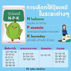 การเลือกใช้ปุ๋ยเคมีระยะต่างๆ ในทุเรียน