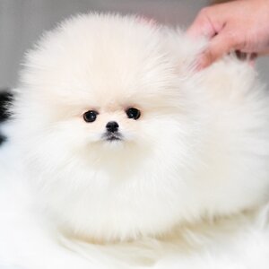 ย้ายบ้านแล้ว ผญ