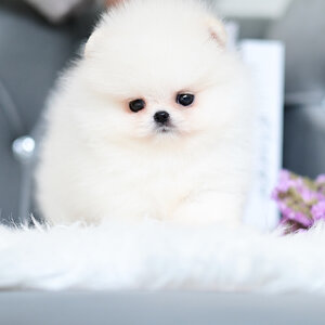 (ย้ายบ้านแล้ว) ปอมหน้าหมี ปอมแท้ สีนิยม !! เกรดที่เหมือนตุ๊กตา ที่สุดดดดด!! ตัวจิ๋ว พกพาง่าย ขาสั้น กลม ตาแป๋ววววว หน้าสั้น ทรงกระปุก !